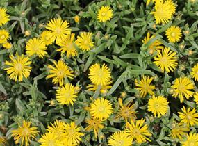 Kosmatec 'Suntropics Yellow' - Delosperma cultivars 'Suntropics Yellow'