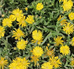 Kosmatec 'Suntropics Yellow' - Delosperma cultivars 'Suntropics Yellow'