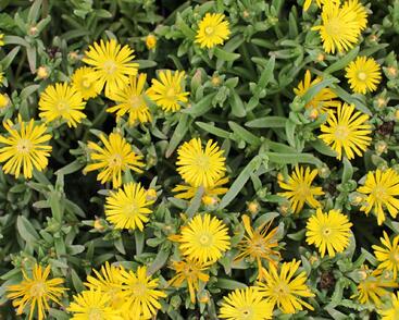 Kosmatec 'Suntropics Yellow'