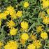 Delosperma cultivars 'Suntropics Yellow'.JPG
