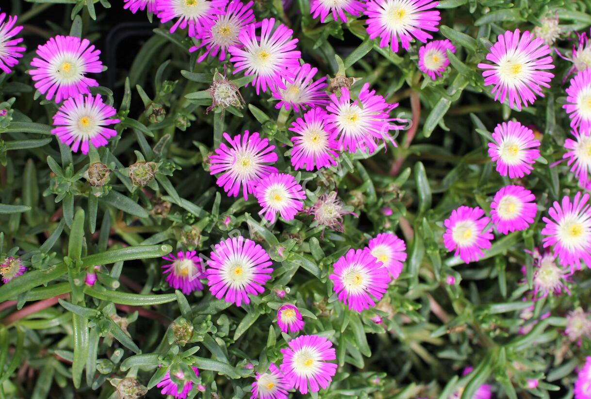 Kosmatec 'Suntropics Hot Pink' - Delosperma cultivars 'Suntropics Hot Pink'