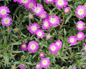 Kosmatec 'Suntropics Hot Pink'