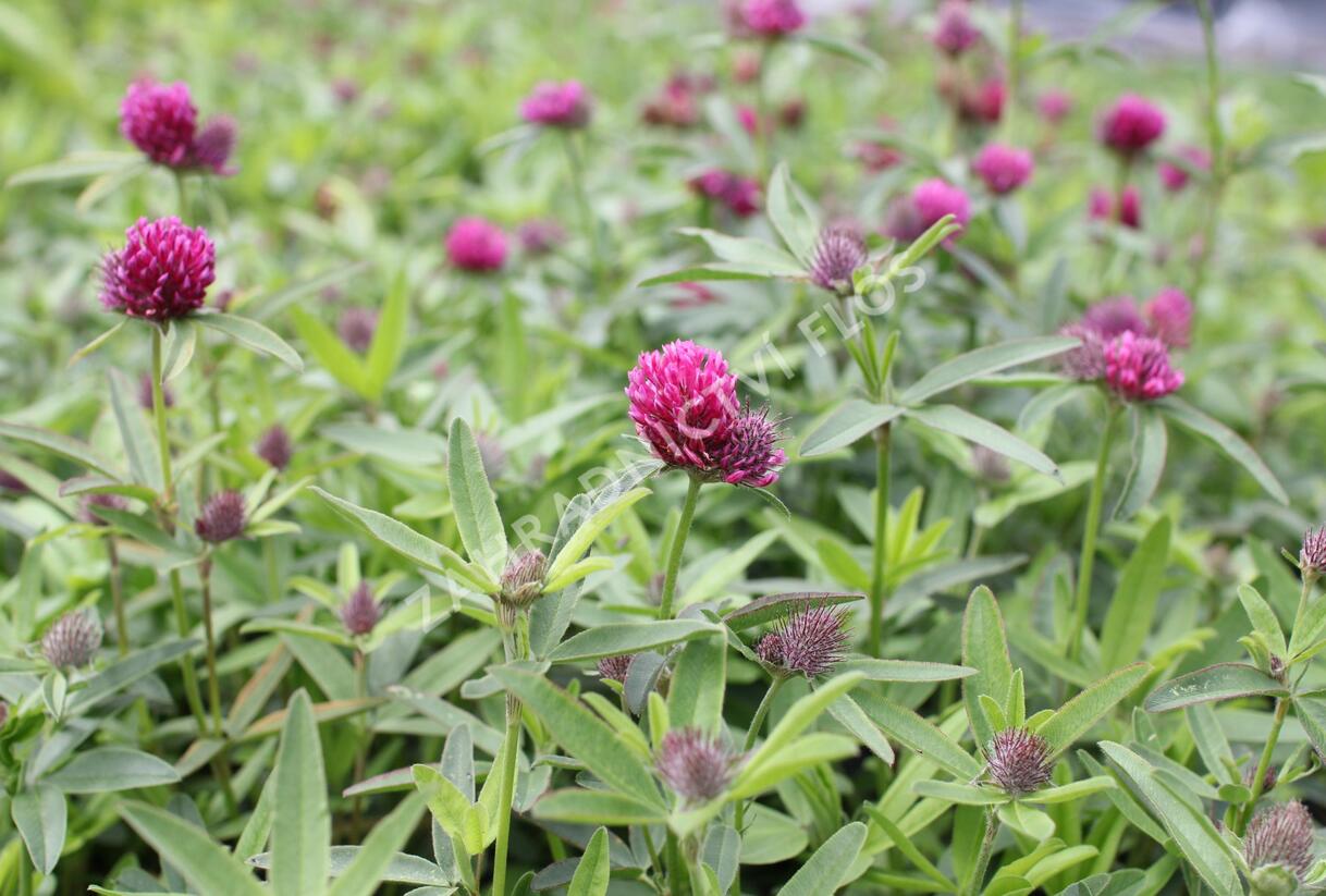 Jetel alpínský - Trifolium alpestre