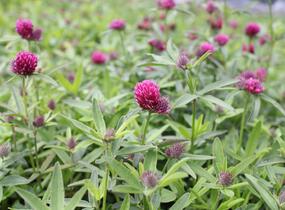 Jetel alpínský - Trifolium alpestre