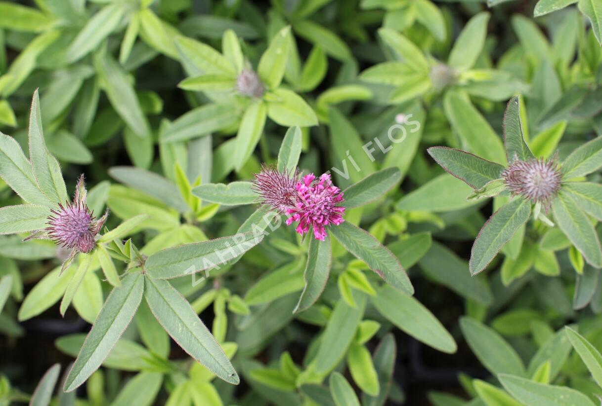 Jetel alpínský - Trifolium alpestre