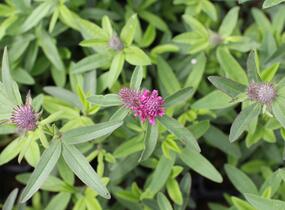 Jetel alpínský - Trifolium alpestre