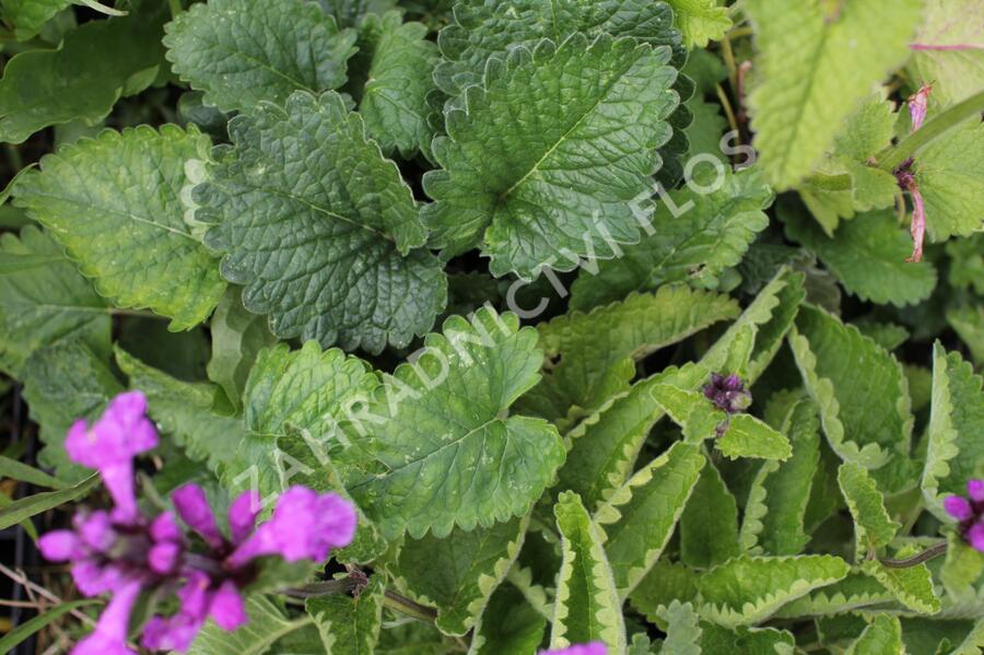Čistec velkokvětý - Stachys grandiflora (macrantha)