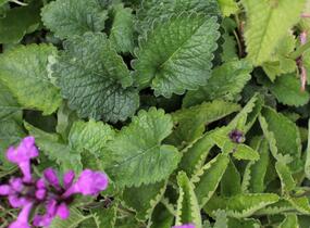 Čistec velkokvětý - Stachys grandiflora (macrantha)