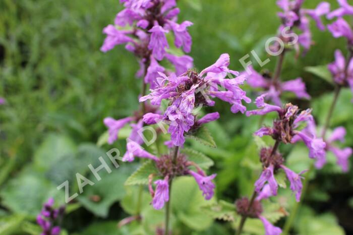 Čistec velkokvětý - Stachys grandiflora (macrantha)