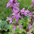 Čistec velkokvětý - Stachys grandiflora (macrantha)