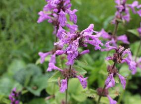 Čistec velkokvětý - Stachys grandiflora (macrantha)