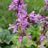 Stachys grandiflora (macrantha).JPG