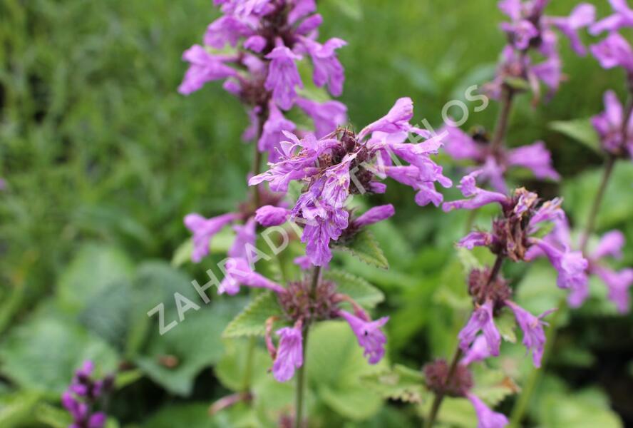 Čistec velkokvětý - Stachys grandiflora (macrantha)
