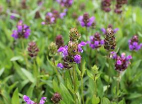 Černohlávek velkokvětý - Prunella grandiflora