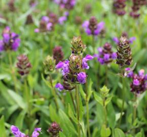 Černohlávek velkokvětý - Prunella grandiflora