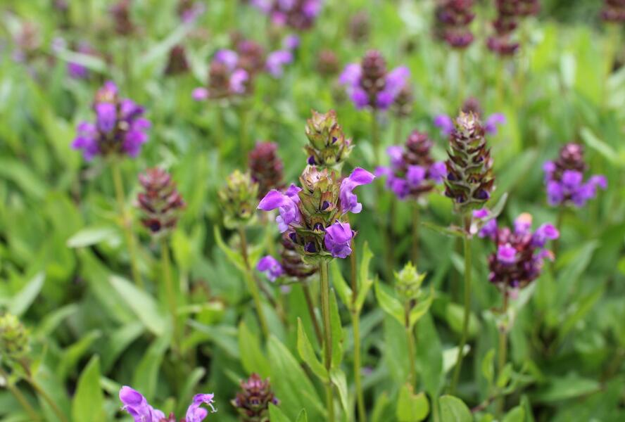 Černohlávek velkokvětý - Prunella grandiflora