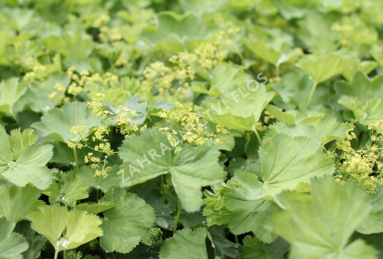Kontryhel holý - Alchemilla epipsila