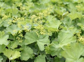 Kontryhel holý - Alchemilla epipsila