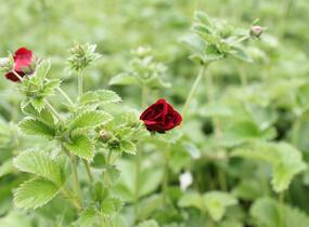 Mochna 'Flamboyant' - Potentilla 'Flamboyant'