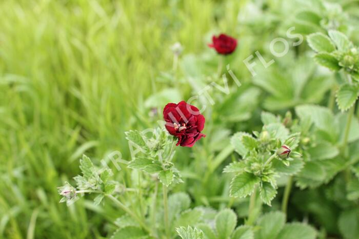 Mochna 'Flamboyant' - Potentilla 'Flamboyant'