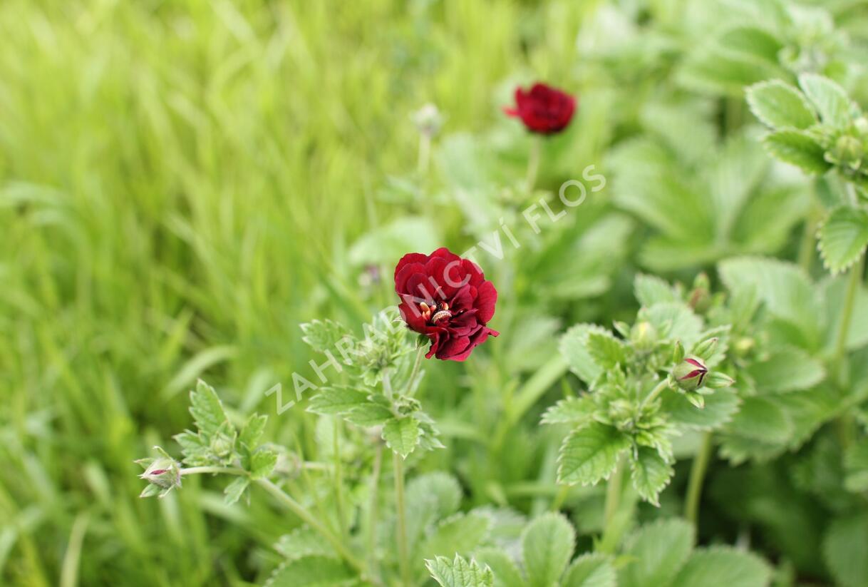 Mochna 'Flamboyant' - Potentilla 'Flamboyant'