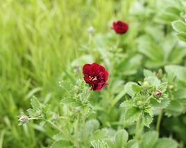 Mochna 'Flamboyant'