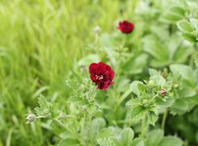 Mochna 'Flamboyant' - Potentilla 'Flamboyant'