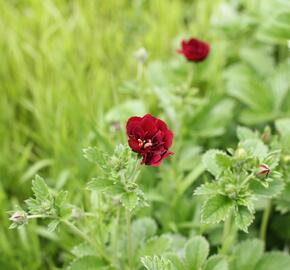 Mochna 'Flamboyant' - Potentilla 'Flamboyant'