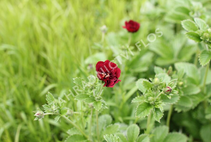 Mochna 'Flamboyant' - Potentilla 'Flamboyant'