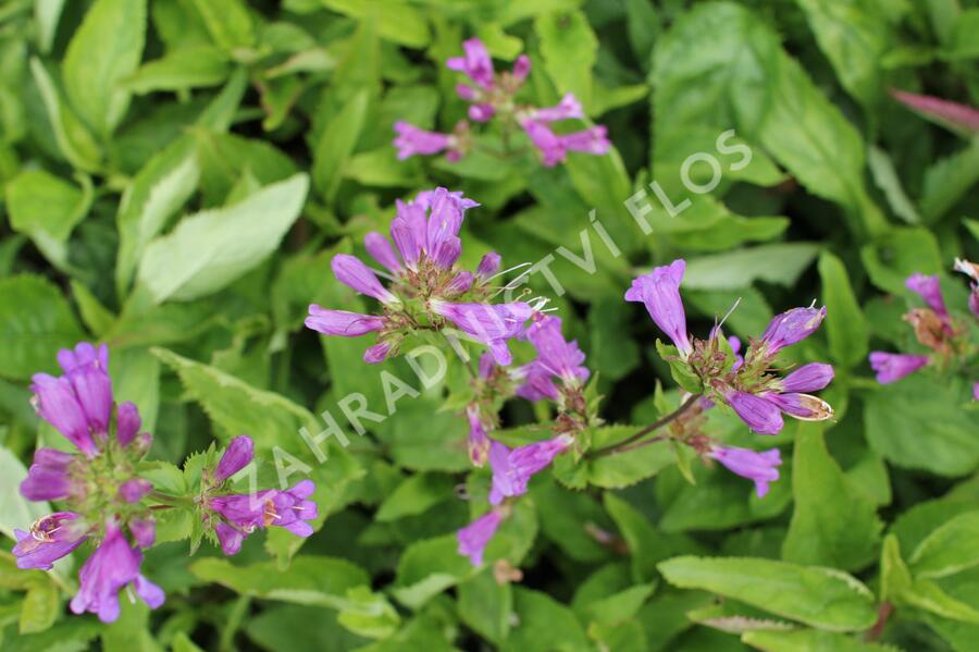 Dračík - Penstemon spectabilis