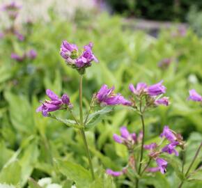 Dračík - Penstemon spectabilis