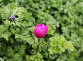 Sasanka věncová 'Sylphide' - Anemone coronaria 'Sylphide'