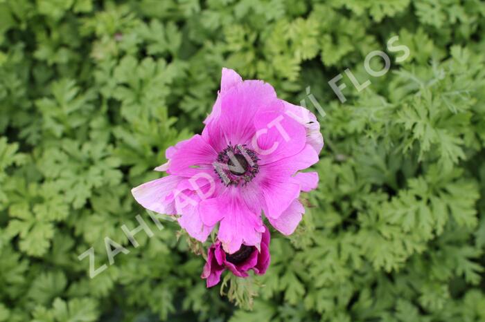 Sasanka věncová 'Sylphide' - Anemone coronaria 'Sylphide'