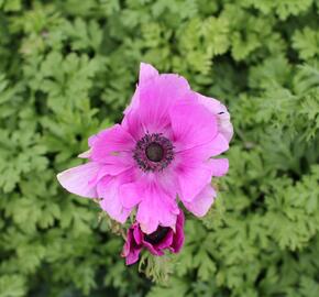 Sasanka věncová 'Sylphide' - Anemone coronaria 'Sylphide'