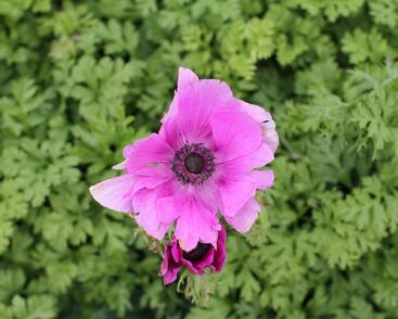 Sasanka věncová 'Sylphide'