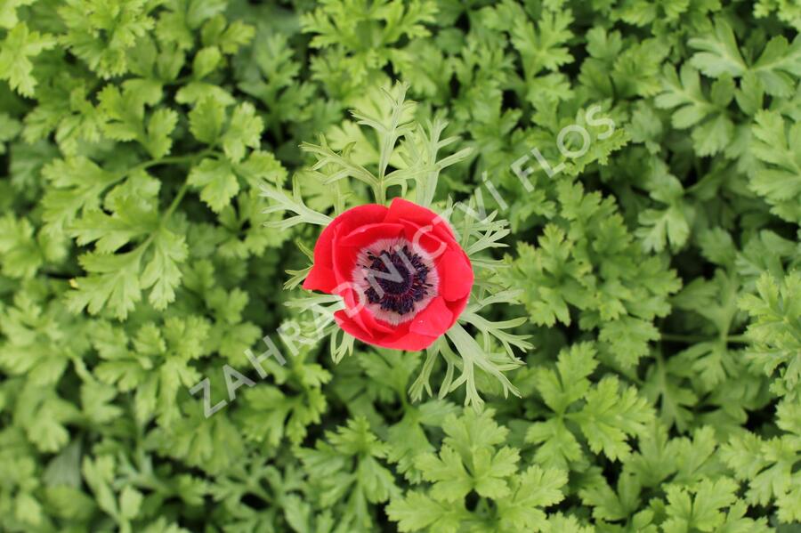 Sasanka věncová 'Hollandia' - Anemone coronaria 'Hollandia'