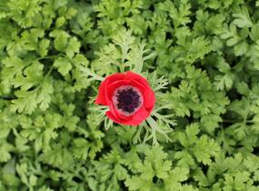 Sasanka věncová 'Hollandia' - Anemone coronaria 'Hollandia'