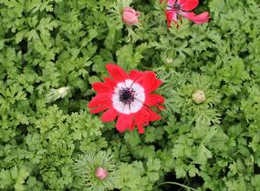 Sasanka věncová 'Hollandia' - Anemone coronaria 'Hollandia'