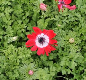Sasanka věncová 'Hollandia' - Anemone coronaria 'Hollandia'
