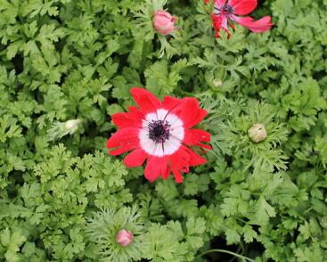 Sasanka věncová 'Hollandia'