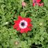 Anemone coronaria 'Hollandia'.JPG
