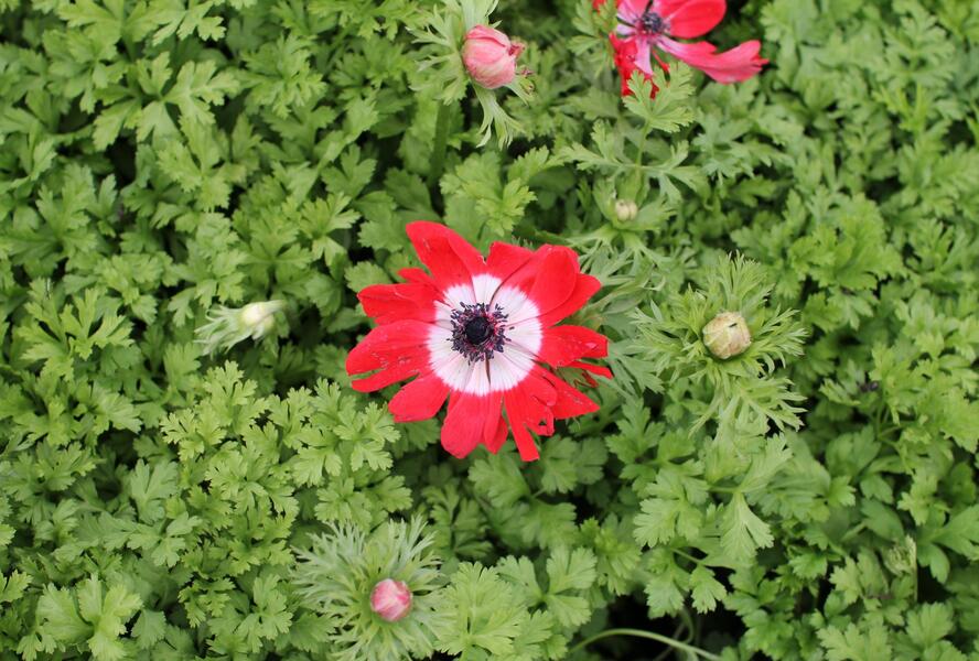 Sasanka věncová 'Hollandia' - Anemone coronaria 'Hollandia'