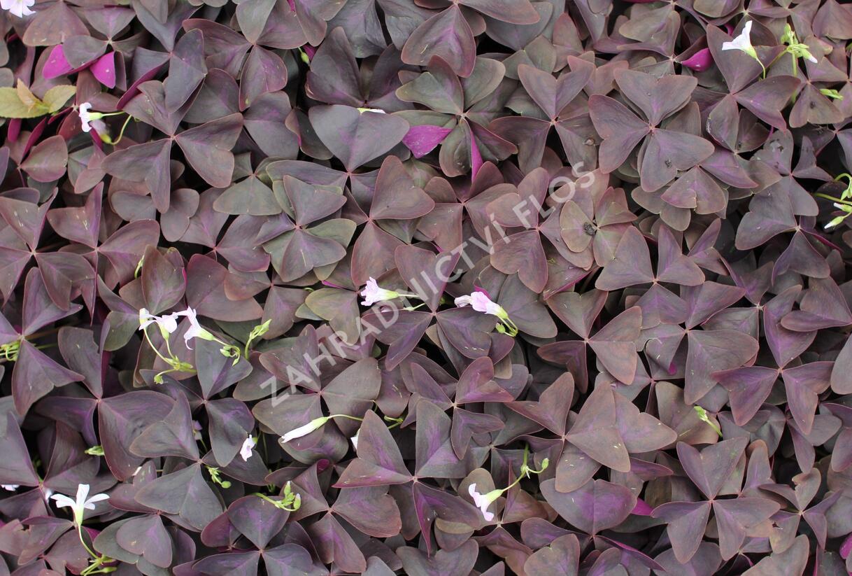 Šťavel trojhranný (Šťovík) - Oxalis triangularis