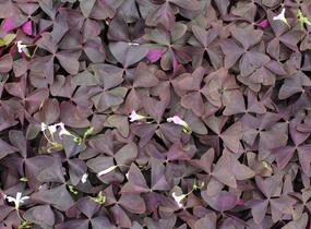 Šťavel trojhranný (Šťovík) - Oxalis triangularis