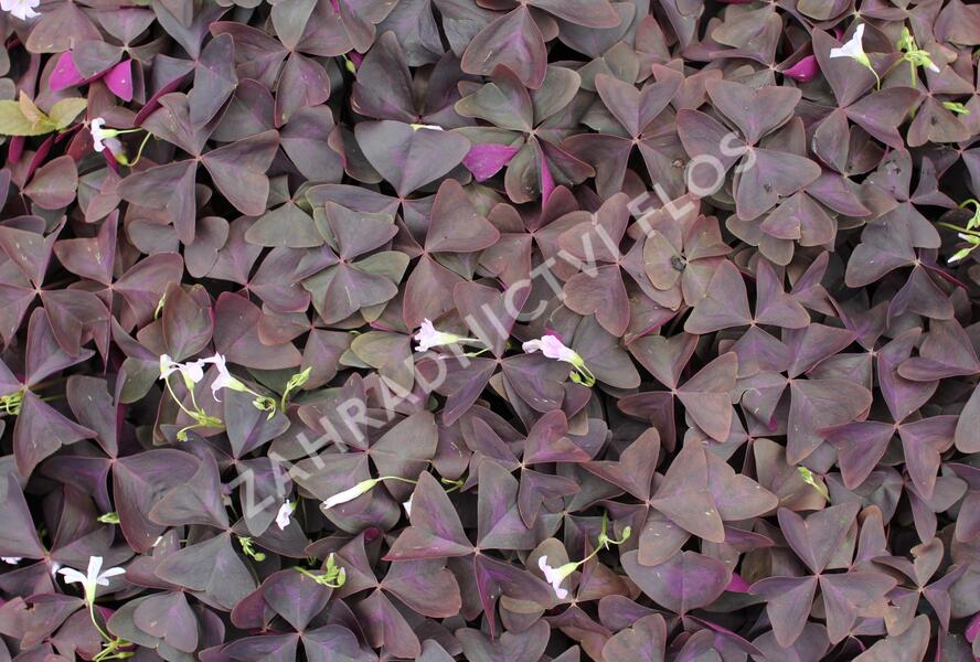 Šťavel trojhranný (Šťovík) - Oxalis triangularis