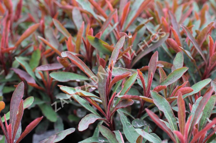 Pryšec hnědokvětý 'Miners Merlot' - Euphorbia characias 'Miners Merlot'