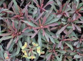 Pryšec hnědokvětý 'Miners Merlot' - Euphorbia characias 'Miners Merlot'