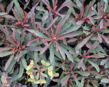 Pryšec hnědokvětý 'Miners Merlot'