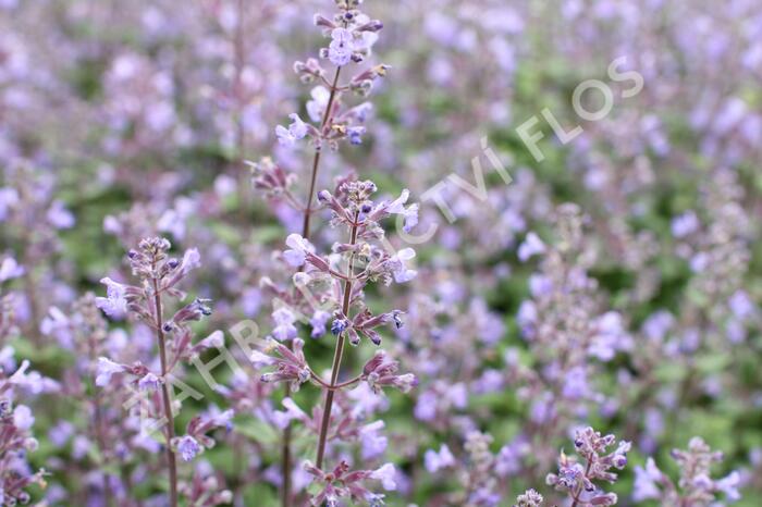 Šanta 'Purrsian Blue' - Nepeta x faassenii 'Purrsian Blue'