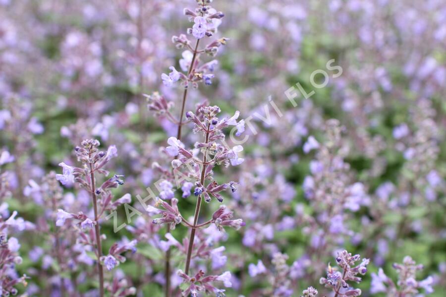 Šanta zkřížená 'Purrsian Blue' - Nepeta x faassenii 'Purrsian Blue'